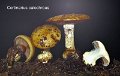 Cortinarius calochrous-amf579